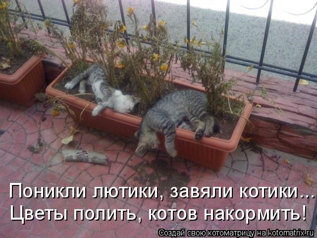 Котоматрица: Поникли лютики, завяли котики... Цветы полить, котов накормить!