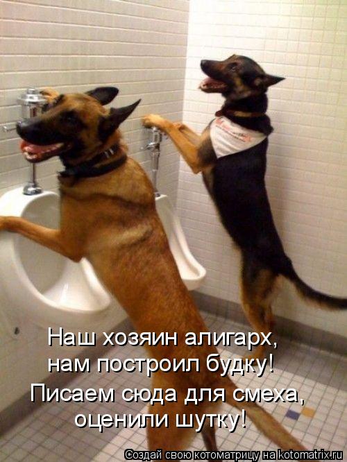 Котоматрица: Наш хозяин алигарх, нам построил будку! Писаем сюда для смеха, оценили шутку!