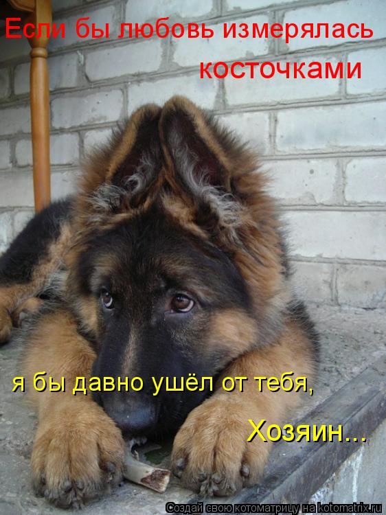 Если бы любовь измерялась косточками я бы давно ушёл от тебя, Хозяин...... Котоматрица: Если бы любовь измерялась косточками я бы давно ушёл от тебя, Хозяин...