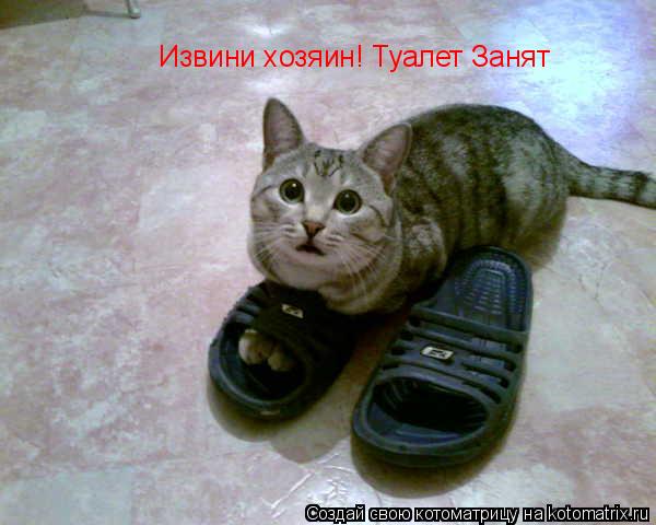Извини хозяин! Туалет Занят... Котоматрица: Извини хозяин! Туалет Занят