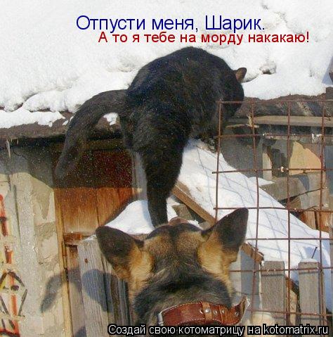 Отпусти меня, Шарик. А то я тебе на морду накакаю!... Котоматрица: Отпусти меня, Шарик. А то я тебе на морду накакаю!