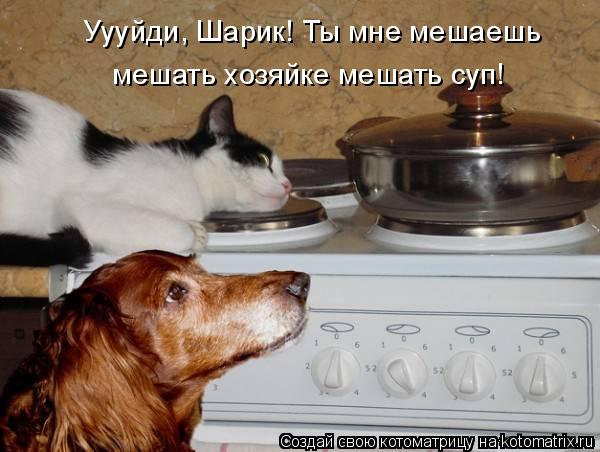 Котоматрица: Уууйди, Шарик! Ты мне мешаешь мешать хозяйке мешать суп!