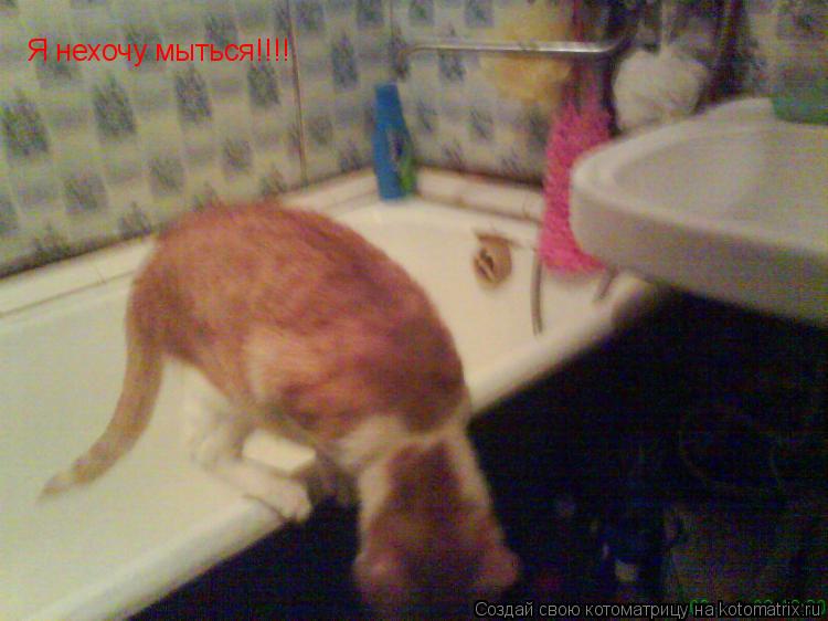 Я нехочу мыться!!!!... Котоматрица: Я нехочу мыться!!!!