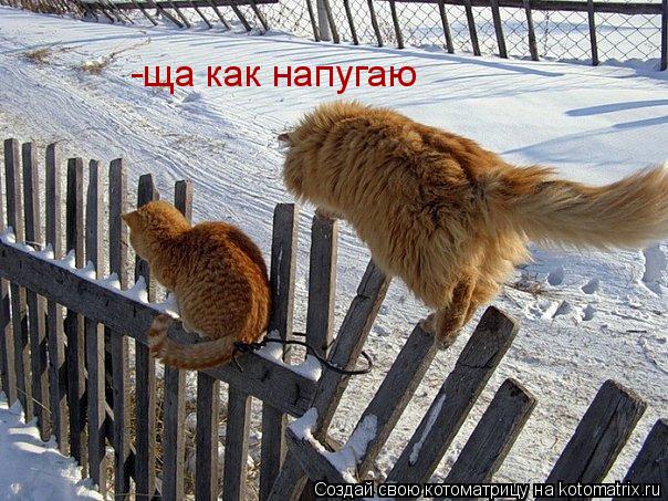 -ща как напугаю... Котоматрица: -ща как напугаю
