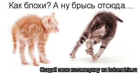 Как блохи? А ну брысь отсюда....... Котоматрица: Как блохи? А ну брысь отсюда....