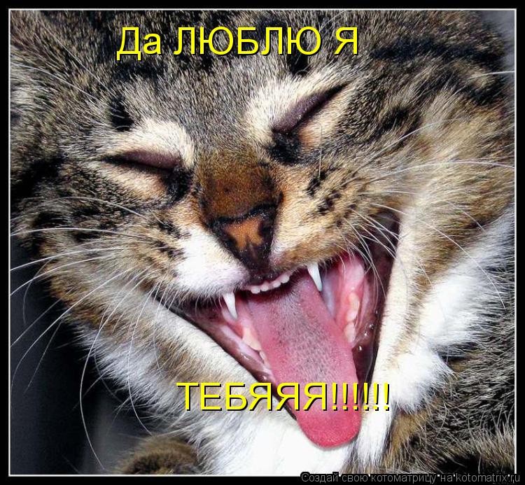Да ЛЮБЛЮ Я ТЕБЯЯЯ!!!!!!... Котоматрица: Да ЛЮБЛЮ Я ТЕБЯЯЯ!!!!!!