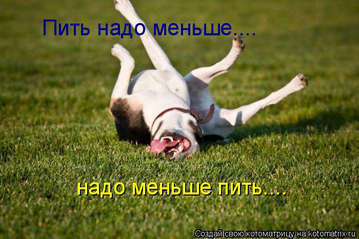 Пить надо меньше.... надо меньше пить....... Котоматрица: Пить надо меньше.... надо меньше пить....