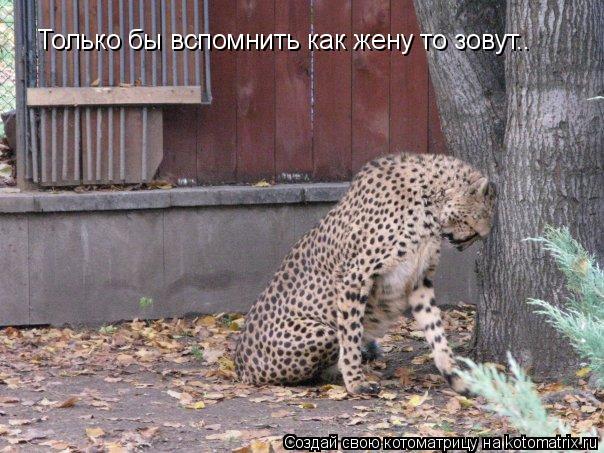 Только бы вспомнить как жену то зовут..... Котоматрица: Только бы вспомнить как жену то зовут..