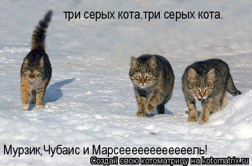 три серых кота.три серых кота. Мурзик,Чубаис и Марсеееееееееееель!... Котоматрица: три серых кота.три серых кота. Мурзик,Чубаис и Марсеееееееееееель!