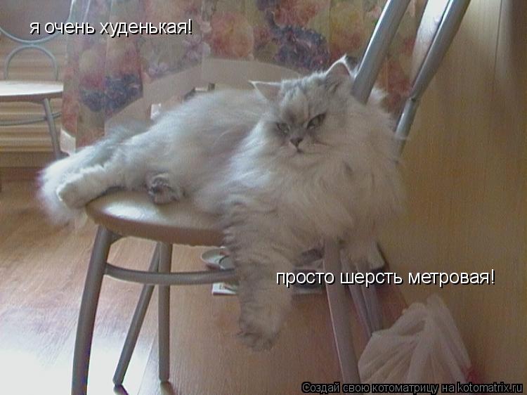 я очень худенькая! просто шерсть метровая!... Котоматрица: я очень худенькая! просто шерсть метровая!
