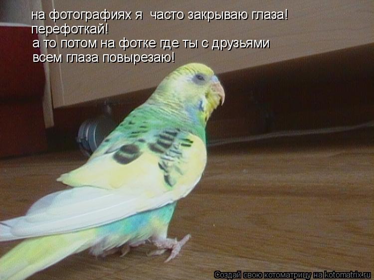 на фотографиях я часто закрываю глаза! перефоткай! а то потом на фотке где ты с друзьями всем глаза... Котоматрица: на фотографиях я часто закрываю глаза! перефоткай! а то потом на фотке где ты с друзьями всем глаза повырезаю!