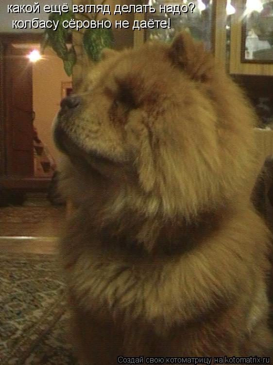 какой ещё взгляд делать надо? колбасу сёровно не даёте!... Котоматрица: какой ещё взгляд делать надо? колбасу сёровно не даёте!