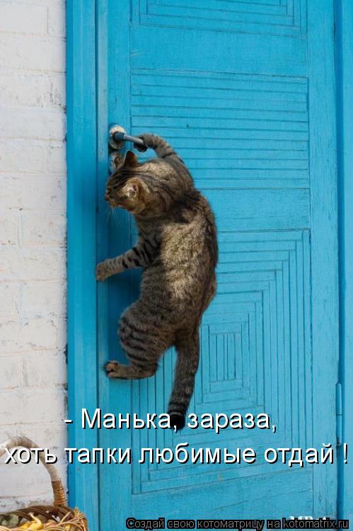 Котоматрица: - Манька, зараза, хоть тапки любимые отдай !