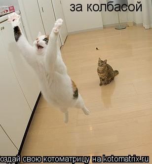за колбасой... Котоматрица: за колбасой