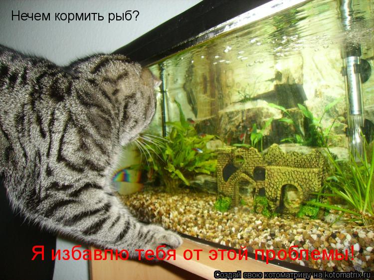Нечем кормить рыб? Я избавлю тебя от этой проблемы!... Котоматрица: Нечем кормить рыб? Я избавлю тебя от этой проблемы!