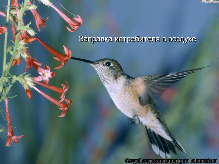 Котоматрица: Заправка истребителя в воздухе
