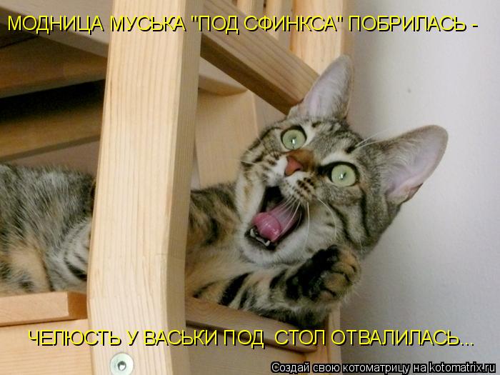 Котоматрица: МОДНИЦА МУСЬКА "ПОД СФИНКСА" ПОБРИЛАСЬ - ЧЕЛЮСТЬ У ВАСЬКИ ПОД  СТОЛ ОТВАЛИЛАСЬ...