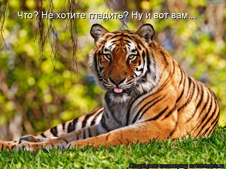 Что? Не хотите гладить? Ну и вот вам...... Котоматрица: Что? Не хотите гладить? Ну и вот вам...