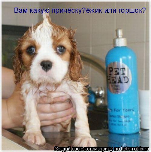 Вам какую причёску?ёжик или горшок?... Котоматрица: Вам какую причёску?ёжик или горшок?