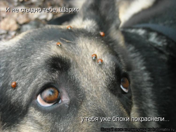 И не стыдно тебе, Шарик у тебя уже блохи покраснели...... Котоматрица: И не стыдно тебе, Шарик у тебя уже блохи покраснели...