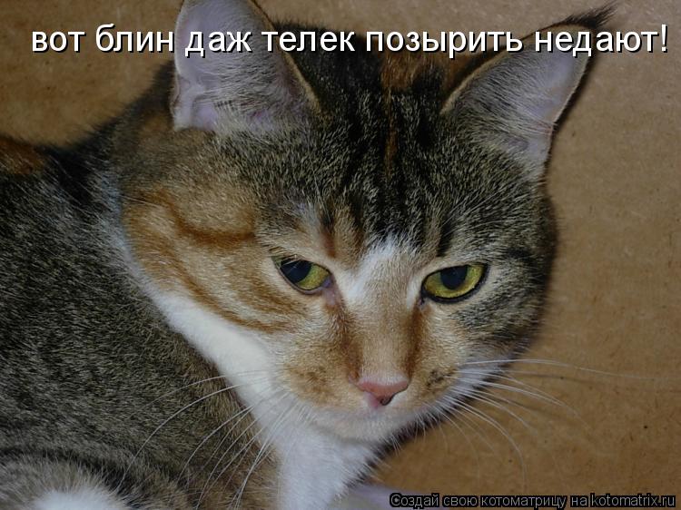 вот блин даж телек позырить недают!... Котоматрица: вот блин даж телек позырить недают!