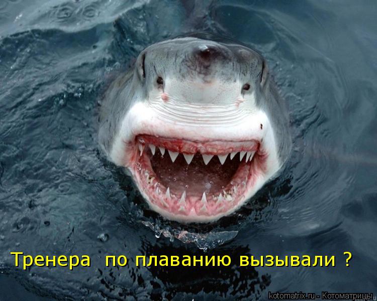 Тренера по плаванию вызывали ?... Котоматрица: Тренера по плаванию вызывали ?