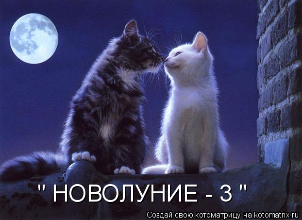 " НОВОЛУНИЕ - 3 "... Котоматрица: " НОВОЛУНИЕ - 3 "