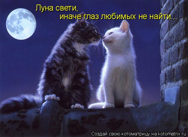 Луна свети, иначе глаз любимых не найти...... Котоматрица: Луна свети, иначе глаз любимых не найти...