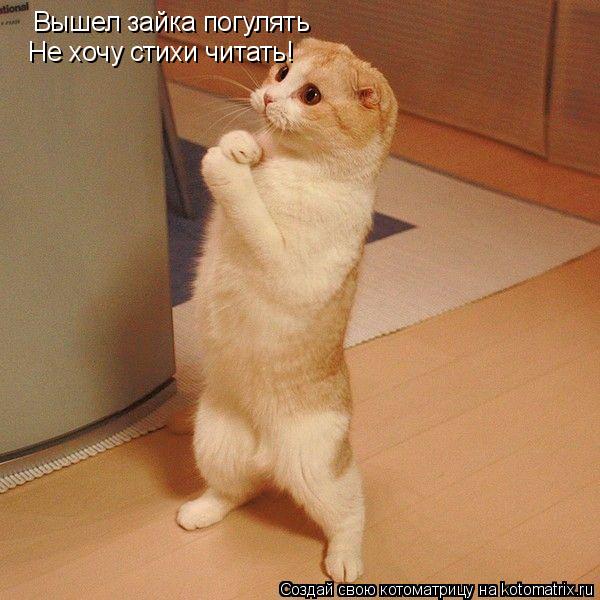 Вышел зайка погулять Не хочу стихи читать!... Котоматрица: Вышел зайка погулять Не хочу стихи читать!