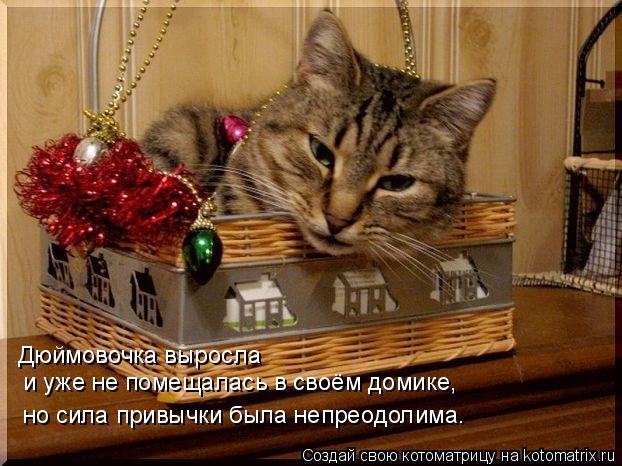 Дюймовочка выросла и уже не помещалась в своём домике, но сила привычки была непреодолима.... Котоматрица: Дюймовочка выросла и уже не помещалась в своём домике, но сила привычки была непреодолима.