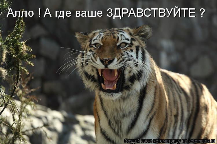 Алло ! А где ваше ЗДРАВСТВУЙТЕ ?... Котоматрица: Алло ! А где ваше ЗДРАВСТВУЙТЕ ?