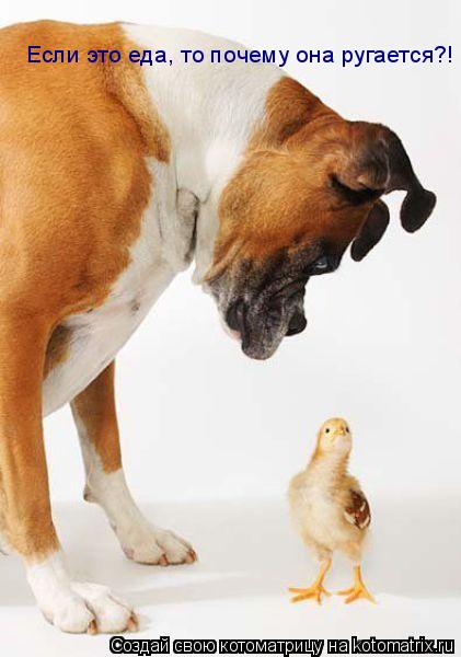 Если это еда, то почему она ругается?!... Котоматрица: Если это еда, то почему она ругается?!