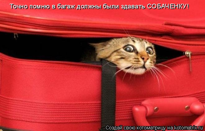 Точно помню в багаж должны были здавать СОБАЧЕНКУ!... Котоматрица: Точно помню в багаж должны были здавать СОБАЧЕНКУ!