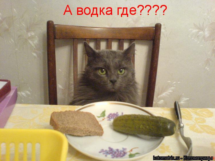 А водка где????... Котоматрица: А водка где????