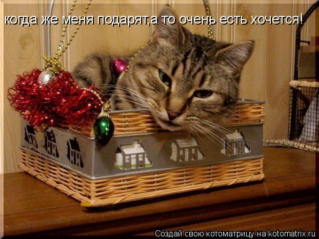 когда же меня подарят,а то очень есть хочется!... Котоматрица: когда же меня подарят,а то очень есть хочется!