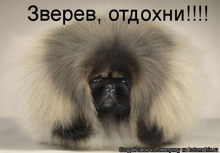 Зверев, отдохни!!!!... Котоматрица: Зверев, отдохни!!!!