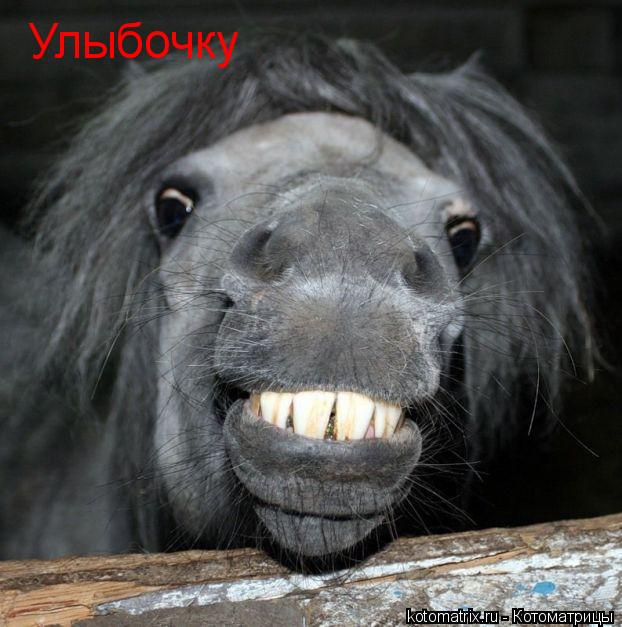 Улыбочку... Котоматрица: Улыбочку