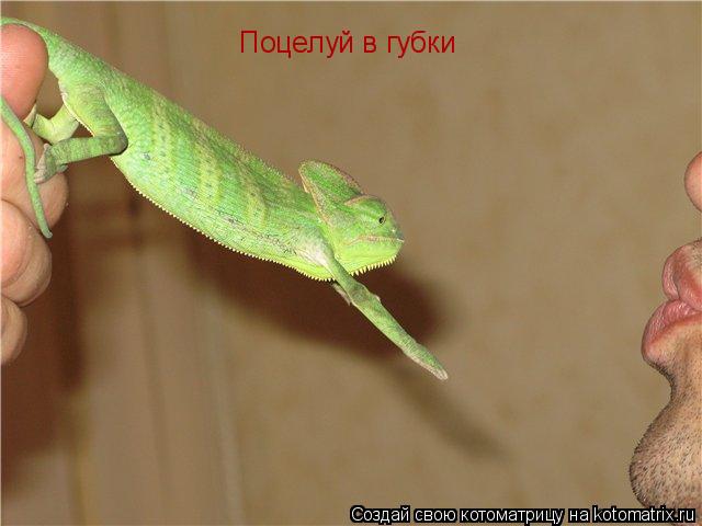 Поцелуй в губки... Котоматрица: Поцелуй в губки