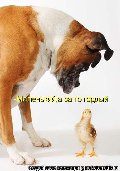 Котоматрица: -Маленький,а за то гордый