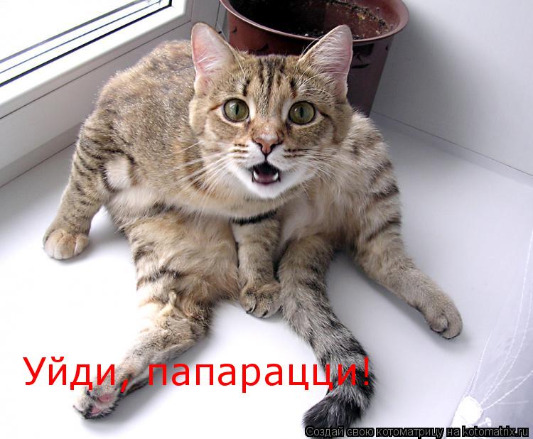 Котоматрица: Уйди, папарацци!