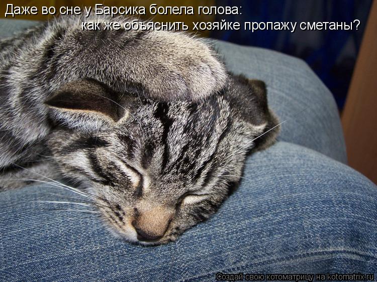 Котоматрица: Даже во сне у Барсика болела голова: как же объяснить хозяйке пропажу сметаны?