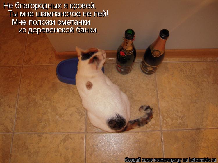 Котоматрица: Не благородных я кровей. Ты мне шампанское не лей! Мне положи сметанки из деревенской банки.