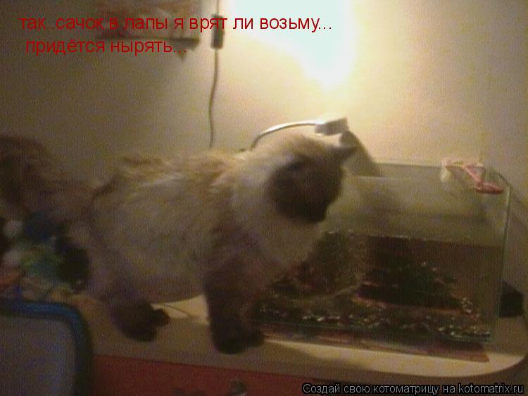 Котоматрица: так..сачок в лапы я врят ли возьму... придётся нырять...
