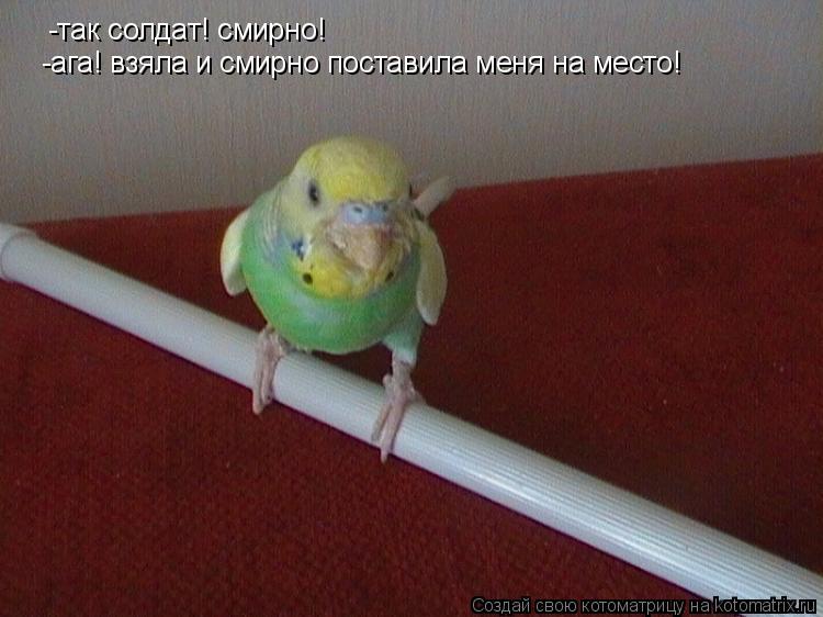 Котоматрица: -так солдат! смирно! -ага! взяла и смирно поставила меня на место!