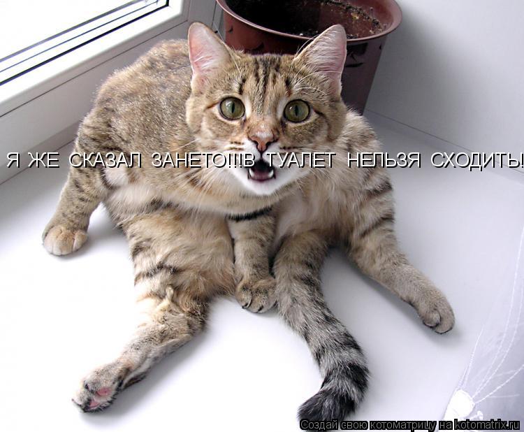 Я ЖЕ СКАЗАЛ ЗАНЕТО!!!В ТУАЛЕТ НЕЛЬЗЯ СХОДИТЬ!!... Котоматрица: Я ЖЕ СКАЗАЛ ЗАНЕТО!!!В ТУАЛЕТ НЕЛЬЗЯ СХОДИТЬ!!