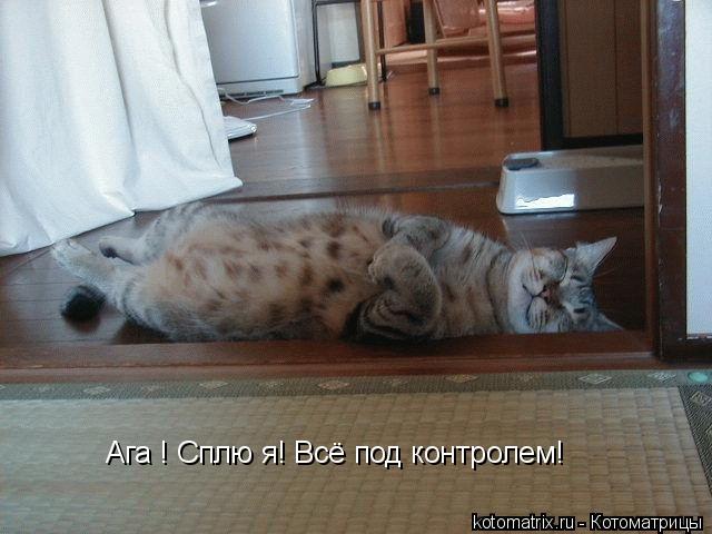 Ага ! Сплю я! Всё под контролем!... Котоматрица: Ага ! Сплю я! Всё под контролем!
