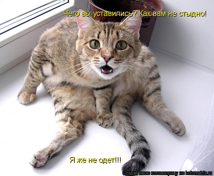 Чего вы уставились? Как вам не стыдно! Я же не одет!!!... Котоматрица: Чего вы уставились? Как вам не стыдно! Я же не одет!!!