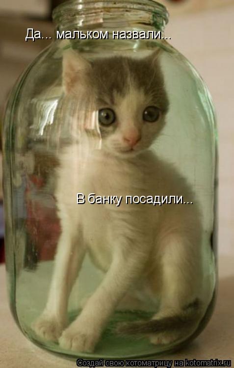 Да... мальком назвали... Да... мальком назвали... В банку посадили... В банку посадили...... Котоматрица: Да... мальком назвали... Да... мальком назвали... В банку посадили... В банку посадили...
