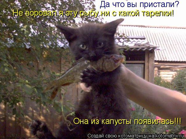 Да что вы пристали? Не воровал я эту рыбу ни с какой тарелки! Она из капусты появилась!!!... Котоматрица: Да что вы пристали? Не воровал я эту рыбу ни с какой тарелки! Она из капусты появилась!!!