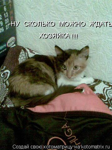 -НУ СКОЛЬКО МОЖНО ЖДАТЬ ХОЗЯЙКА !!!... Котоматрица: -НУ СКОЛЬКО МОЖНО ЖДАТЬ ХОЗЯЙКА !!!